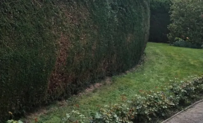 Taille de haies de plus de 100M Linéaire, Bavay, Le Jardin de Romain