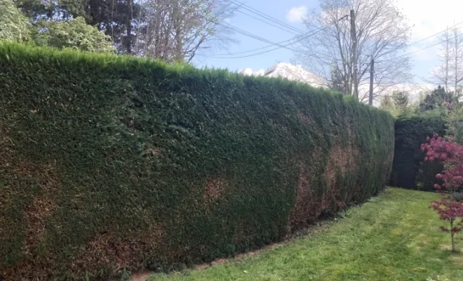 Taille de haies de plus de 100M Linéaire, Bavay, Le Jardin de Romain