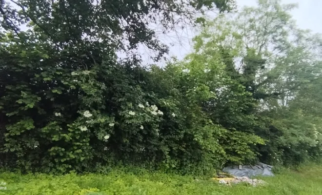 Taille de haie et abattage d'arbre sur bettrechie , Bavay, Le Jardin de Romain