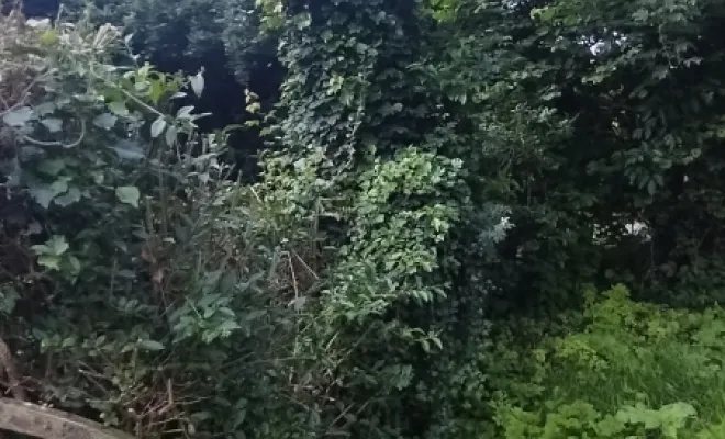 Taille de haie et abattage d'arbre sur bettrechie , Bavay, Le Jardin de Romain