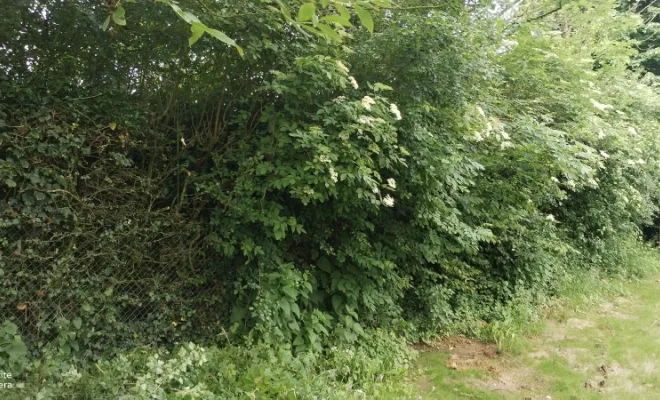 Taille de haie et abattage d'arbre sur bettrechie , Bavay, Le Jardin de Romain