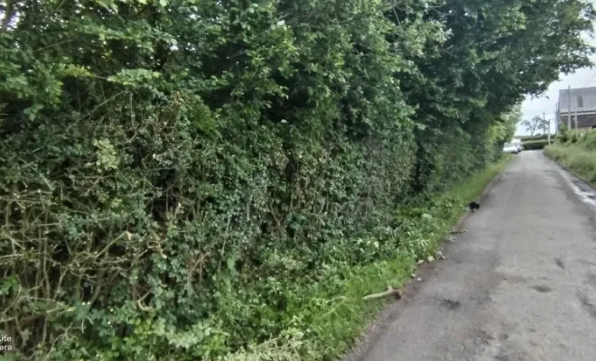 Taille de haie et abattage d'arbre sur bettrechie , Bavay, Le Jardin de Romain