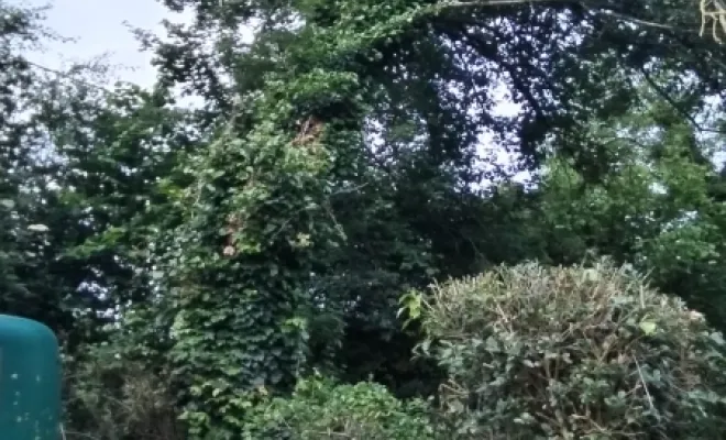 Taille de haie et abattage d'arbre sur bettrechie , Bavay, Le Jardin de Romain