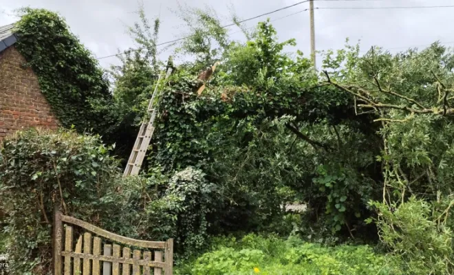 Taille de haie et abattage d'arbre sur bettrechie , Bavay, Le Jardin de Romain