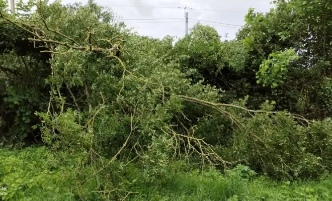 Taille de haie et abattage d'arbre sur bettrechie , Bavay, Le Jardin de Romain