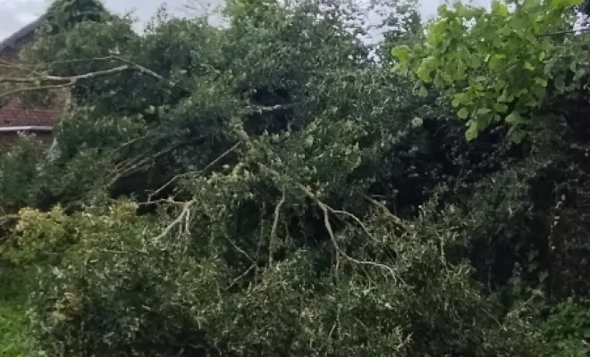 Taille de haie et abattage d'arbre sur bettrechie , Bavay, Le Jardin de Romain