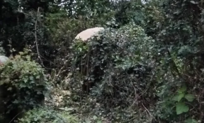 Taille de haie et abattage d'arbre sur bettrechie , Bavay, Le Jardin de Romain