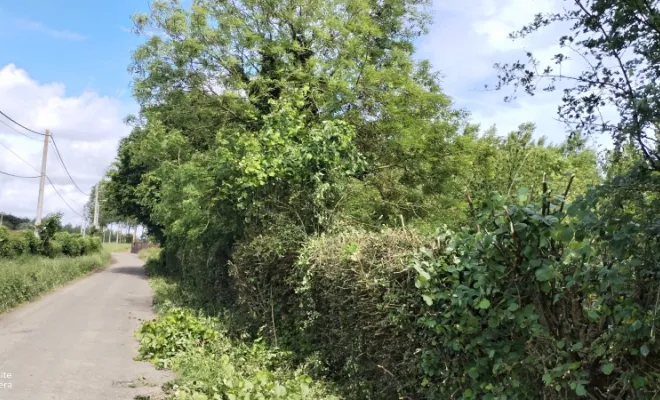 Taille de haie et abattage d'arbre sur bettrechie , Bavay, Le Jardin de Romain