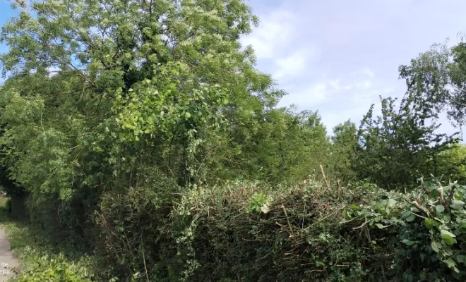 Taille de haie et abattage d'arbre sur bettrechie , Bavay, Le Jardin de Romain