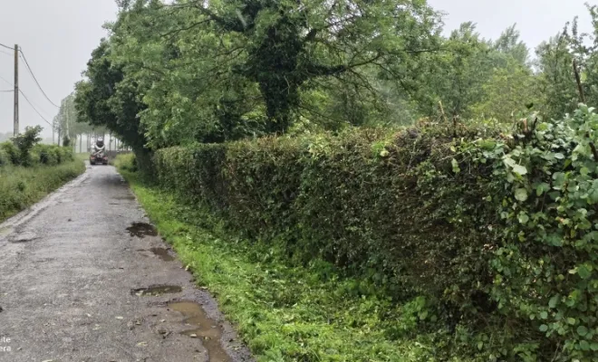 Taille de haie et abattage d'arbre sur bettrechie , Bavay, Le Jardin de Romain