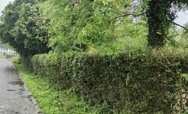 Taille de haie et abattage d'arbre sur bettrechie , Bavay, Le Jardin de Romain