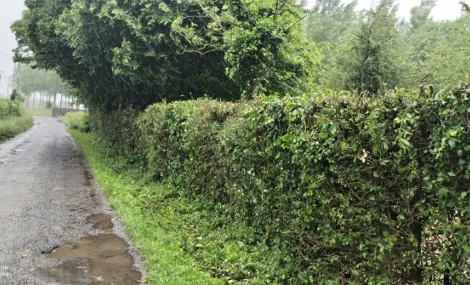 Taille de haie et abattage d'arbre sur bettrechie , Bavay, Le Jardin de Romain