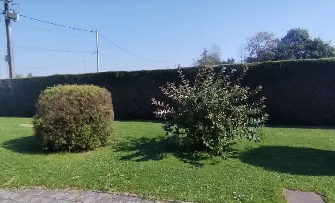 Taille de haies et d'arbustes à Bellignies, Bavay, Le Jardin de Romain